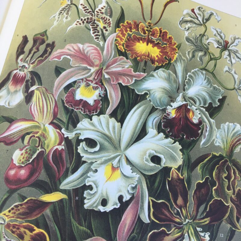 Ernst Haeckel inspiratie